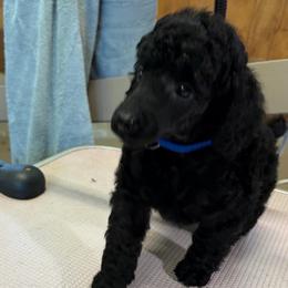 Johnnie - Black male Poodle puppy in Hartselle, Alabama from Phare Poodles