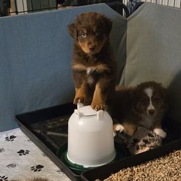Aladdin - Red tri-color male Australian Shepherd puppy in Mehoopany, Pennsylvania from Crooked Creek Australian Shepherds