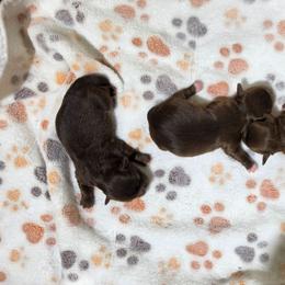 Puppy 2 - Red female Pekingese puppy in Lone Oak, Texas from PDF Kennels