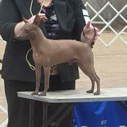 Pyro - American Hairless Terrier