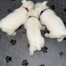 West Highland White Terrier Puppies from Red Rock Farms
