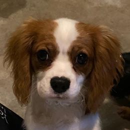 Riley - Cavalier King Charles Spaniel