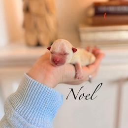 SilverBelle - Cafe au lait male Maltipoo puppy in Wendell, North Carolina from Teddys Teddy Bears