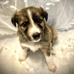 Covet- female brindle - Brindle Border Collie puppy in Decatur, Alabama from Phantom Border Collies