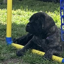 Mastiffs from Trindade Mastiffs