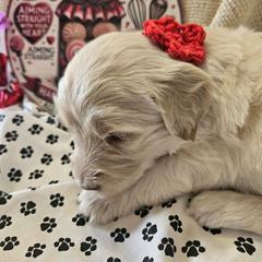 Girl 3 - White and gold female Bordoodle puppy in Hillsboro, Wisconsin from Nolichuckey Bordoodles