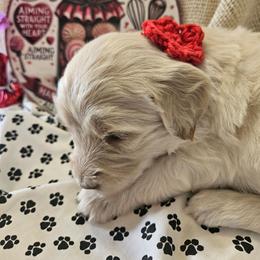 Girl 3 - White and gold female Bordoodle puppy in Hillsboro, Wisconsin from Nolichuckey Bordoodles