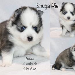 Shuga Pie - Black and white female Pomsky puppy in Denham Springs, Louisiana from Bayouland Pomskies
