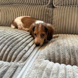 Sunshine - Red female Dachshund puppy in Fenton, Michigan from Always Darling Dachshunds
