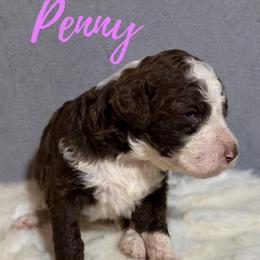 Penny - Brown and white female Bernedoodle puppy in Battle Creek, Michigan from T-Rose’s Bernedoodle & Pomsky Puppies