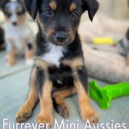 Miniature Australian Shepherd All Grown Up from Furrever.Mini.Aussies.llc