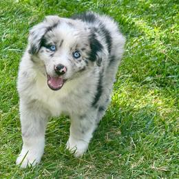 Flash - Blue merle male Australian Shepherd puppy in California from Eagle River Aussies