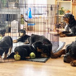 Rottweiler Puppies from KarmaKennelPNW