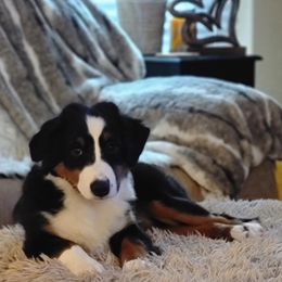 Harper - Miniature American Shepherd puppy in Bella Vista, Arkansas from All About Me Miniature American Shepherds