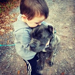 Cane Corso Puppies from Knights Watch Cane Corso