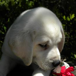 Labrador Retriever Puppies from Labrador Retriever Puppies