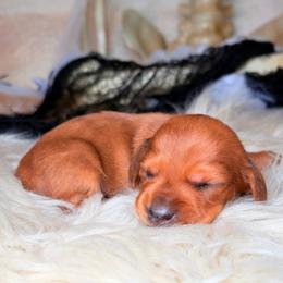 Chestnut - Dapple male Dachshund puppy in Washburn, Tennessee from Clinch Mountain Dachshunds