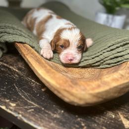 Cajun - Blenheim male Cavalier King Charles Spaniel puppy in Port Barre, Louisiana from Bayou Cavaliers
