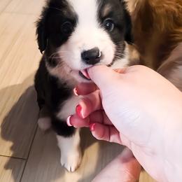 Miniature American Shepherd Puppies from Jem Miniature American Shepherds