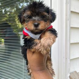 Marvin 1500 - Black and tan male Yorkipoo puppy in Gastonia, North Carolina from Dynasty Kennel