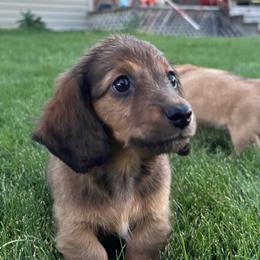 Ellie - Cream female Dachshund puppy in Delta, Colorado from Wicburg’s Wieners