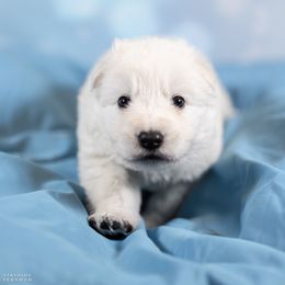 Boy 1 - male Berger Blanc Suisse puppy in Chestnut, Illinois from Fireside Fernweh