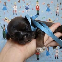 Sugarplum - Chocolate female Shih Tzu puppy in Jasper, Georgia from Tiny Bubbles Shih Tzus