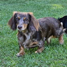 Sassy - Dachshund