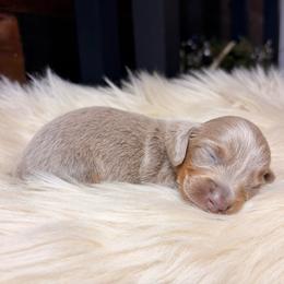 Lyla - Fawn (isabella) and cream female Dachshund puppy in Washburn, Tennessee from Clinch Mountain Dachshunds