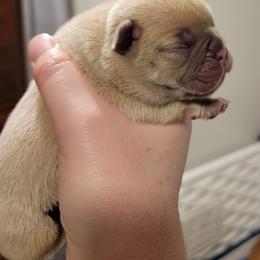 French Bulldog Puppies from Smith's Small Town Frenchies