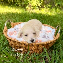 Patty - Cream female Dachshund puppy in Ormond Beach, Florida from Meadow Ridge Dachshunds