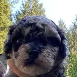 Gray collar, dark chocolate Merle - Merle male Cockapoo puppy in Lake Stevens, Washington from Maranatha Cockapoos