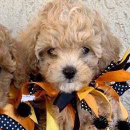 Cavapoos and Goldendoodles from Our Doodle Dwelling