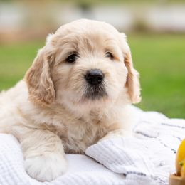 Goldendoodle Puppies from Ellie's Goldendoodles