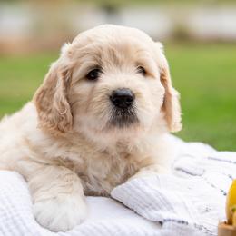 Goldendoodle Puppies from Ellie's Goldendoodles