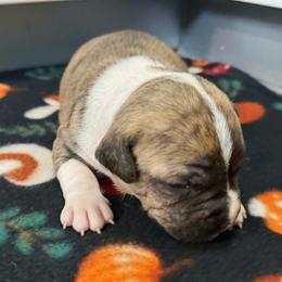 Blossom - Red brindle female American Staffordshire Terrier puppy in Clintwood, Virginia from SkyBlue Kennel