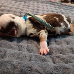 Reed (Blue Collar) - Red merle male Australian Shepherd puppy in Okeechobee, Florida from Rothsolid Puppies