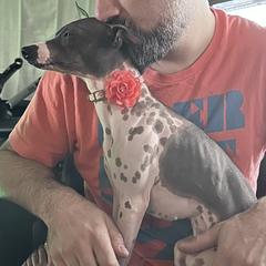 American Hairless Terriers from Hairless Ambassadors