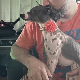 American Hairless Terriers from Hairless Ambassadors