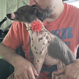American Hairless Terriers from Hairless Ambassadors