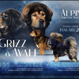 Tibetan Mastiffs from Alpine Tibetan Mastiffs