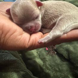 Christian - Liver and white male Shih Tzu puppy in Detroit, Michigan from Friends4everkennel LLC