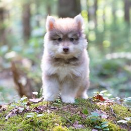 Ion - Red and white male Pomsky puppy in Moultonborough, New Hampshire from Foxfire Arctic Spitz