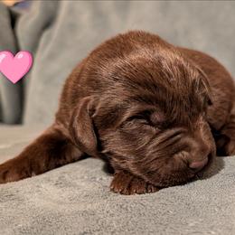 Girl 4 - Chocolate female Labrador Retriever puppy in Yucca Valley, California from Beachn Ranch