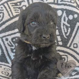 Elise - Black female Portuguese Water Dog puppy in Jacksonville, Florida from Atlantic Coast PWD
