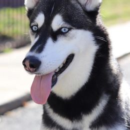 Bella  - Siberian Husky
