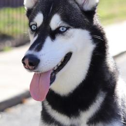 Bella  - Siberian Husky