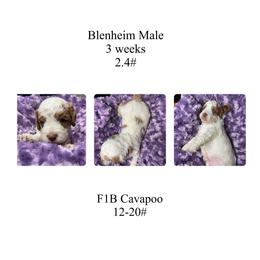 Yellow male - Blenheim male Cavapoo puppy in Clarksville, Iowa from Iowa Heartland Doodles
