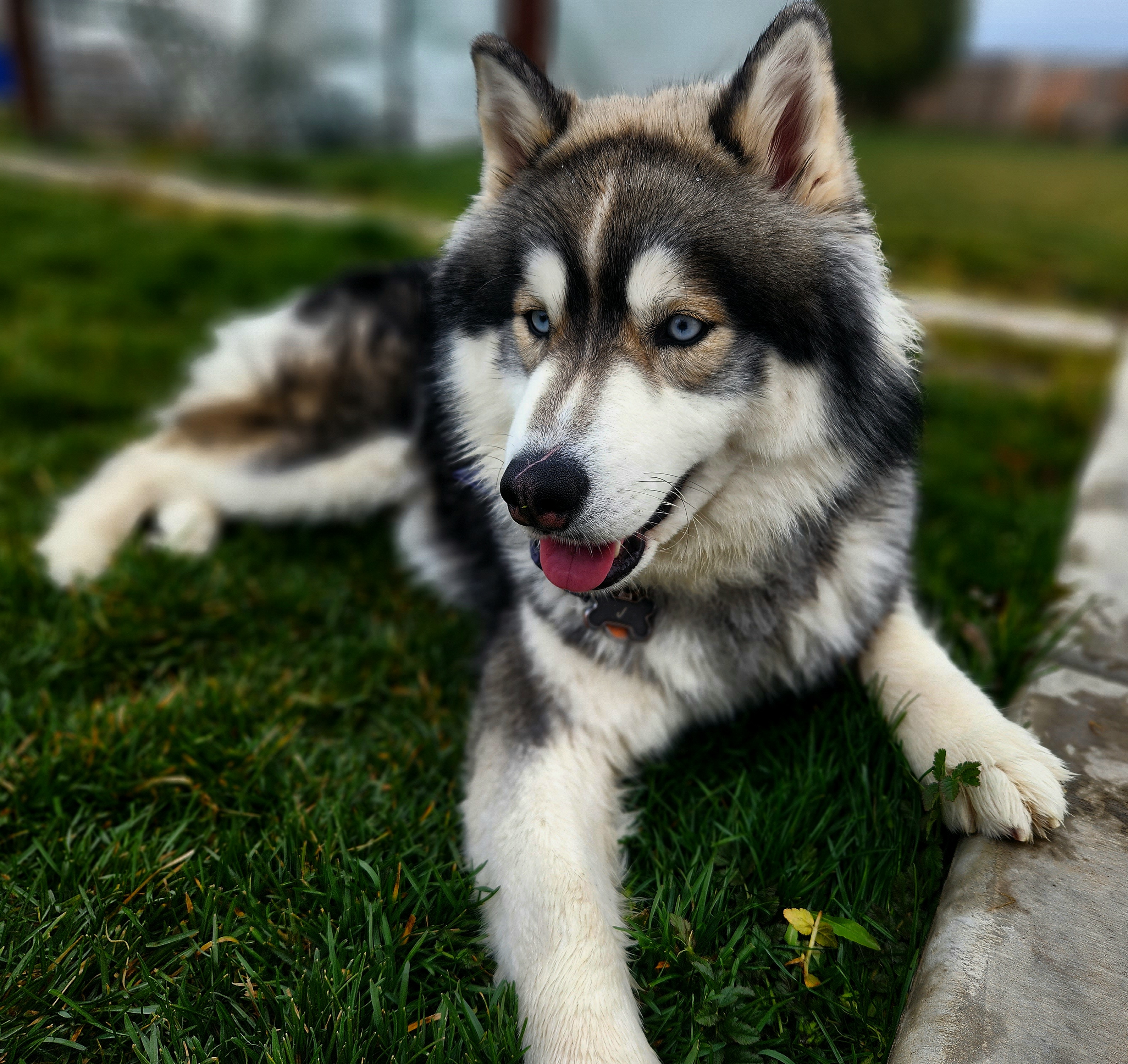 J - Siberian Husky