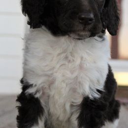 Poodle Puppies from Sequoyah Standard Poodles